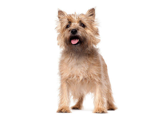 Cairn Terrier 