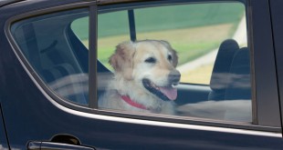 DOG IN HOT CARS