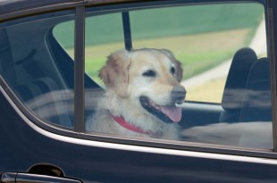 DOG IN HOT CARS