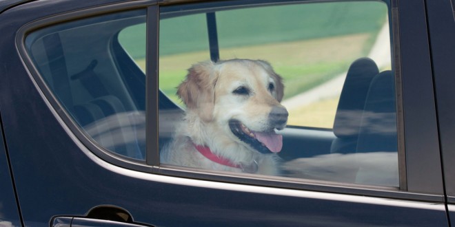 DOG IN HOT CARS