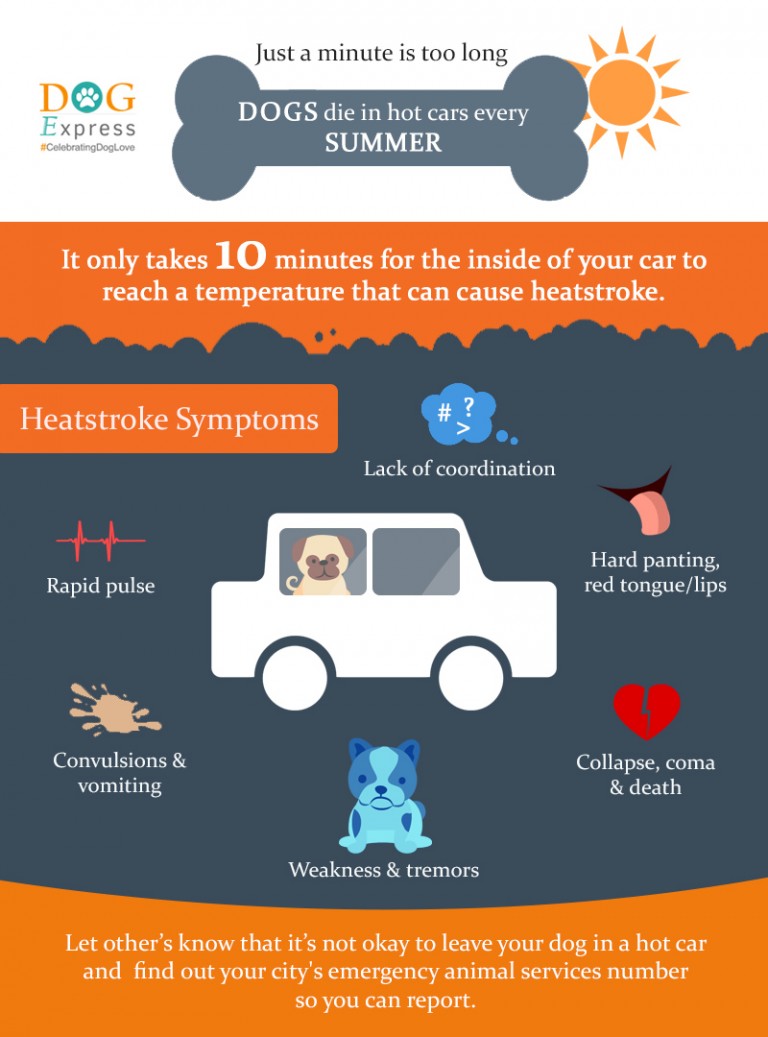 Dogs Die In Hot Cars Every Summer Infographic DogExpress dogs-die-in-hot-cars-every-summer-infographic-dogexpress