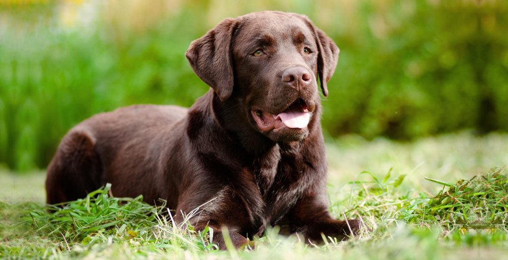 Dog skin cancer
