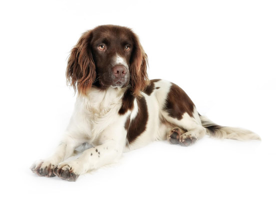 English-springer-spaniel dog