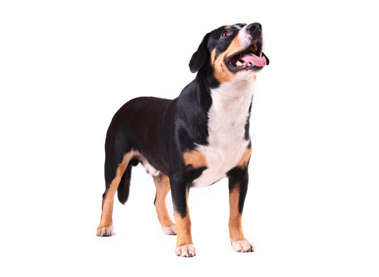 Entlebucher mountain dog breed