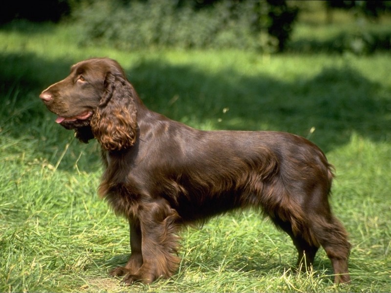 are field spaniel hypoallergenic