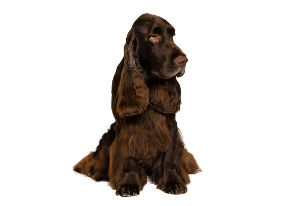 Field spaniel