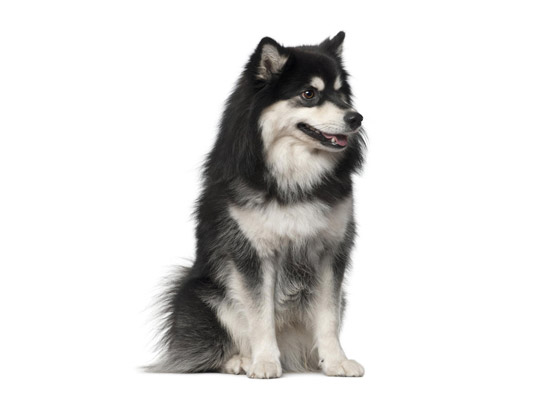Finnish Lapphund