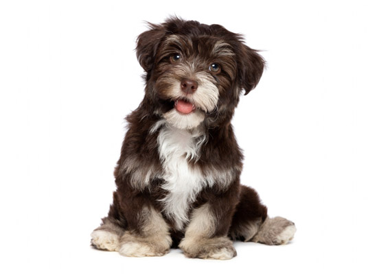 Havanese