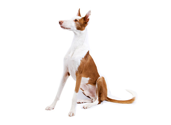 Ibizan Hound