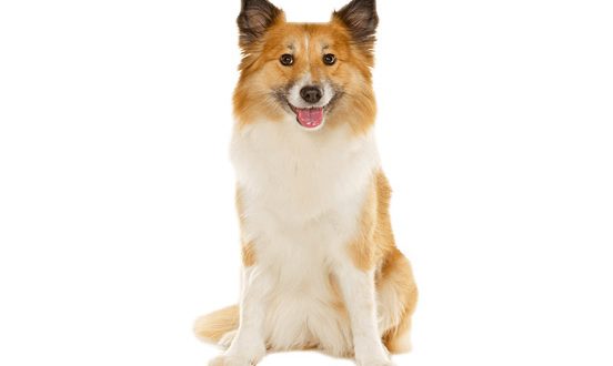 are icelandic sheepdogs easy to train