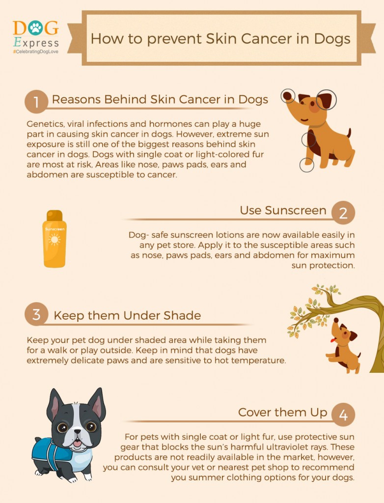 PRevent Skin Cancer in Dogs | DogExpress