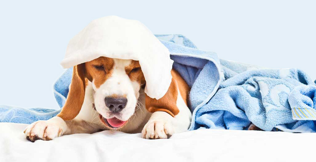 Why dogs vomit