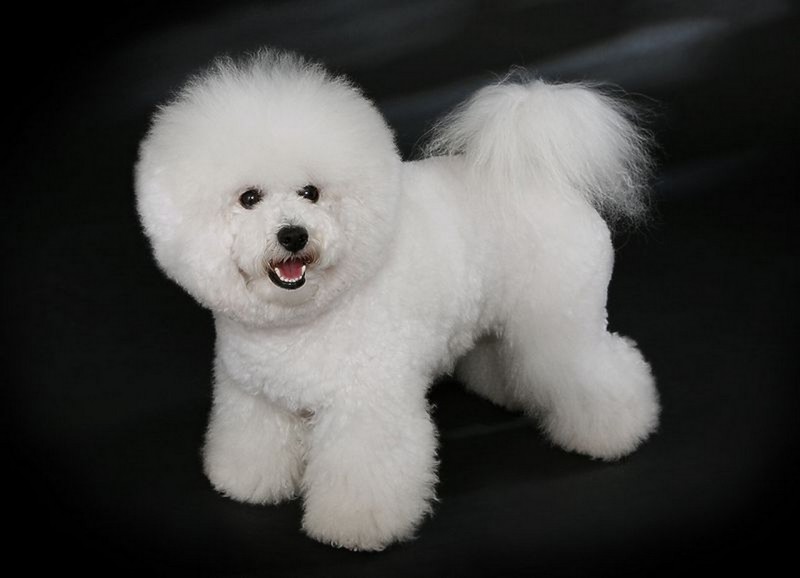 bichon frise price in indian rupees