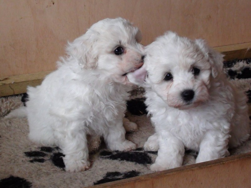 bichon frise price in indian rupees