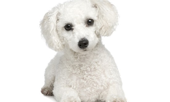 Bichon Frise Price In Indian Rupees