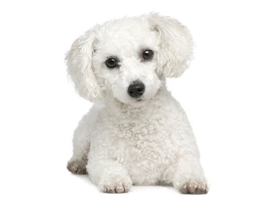 Bichon Frise