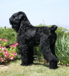 black russian terrier breed