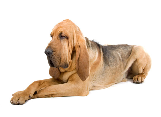 Bloodhound | DogExpress