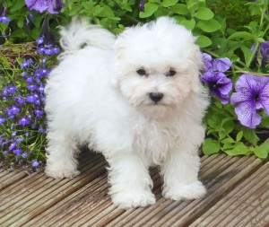 cute bolognese puppy breed