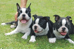 Boston Terrier puppies breed