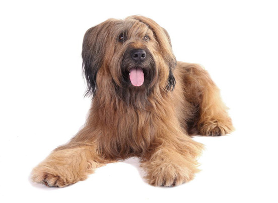 are briard the most intelligent dogs