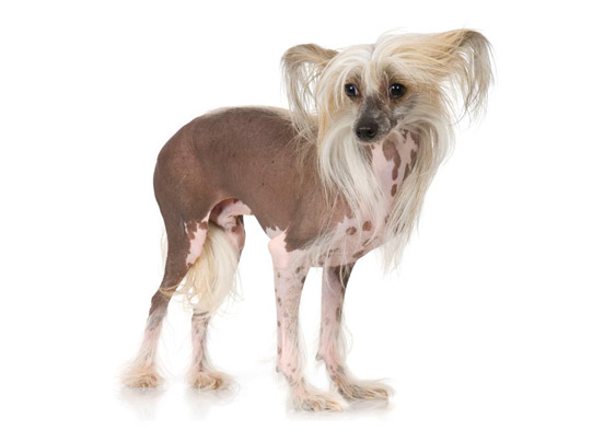 Chinese Crested | DogExpress