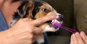 Dog teeth cleaning1