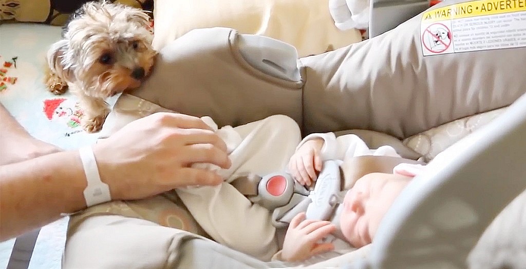 dog meeting babies | DogExpress