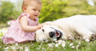 dog meeting babies