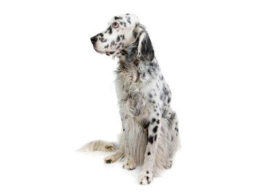 English Setter