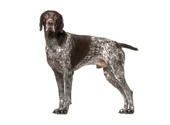 Shorthaired Pointer