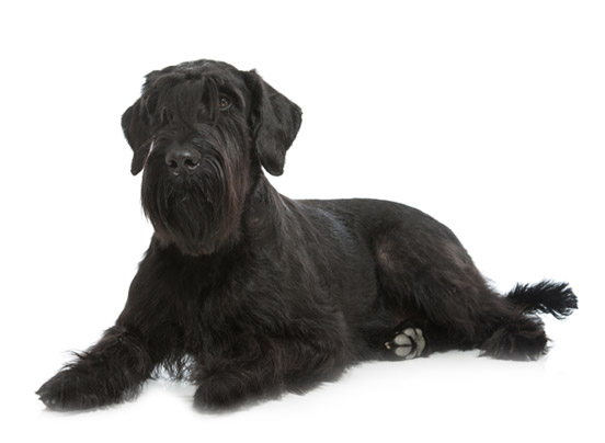 giant_schnauzer dog