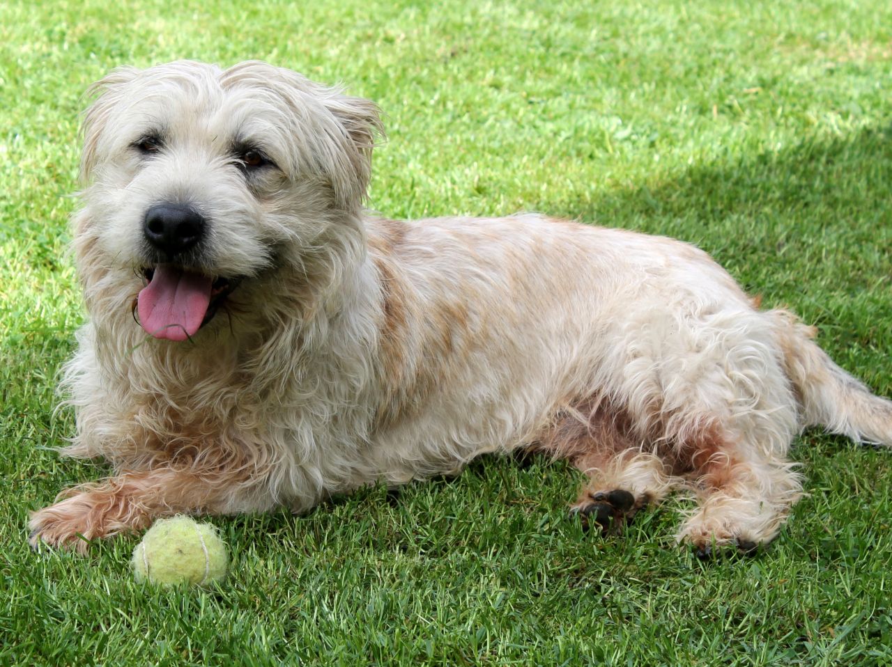 Glen Of Imaal Terrier Dog Breed Information Price Dogexpress