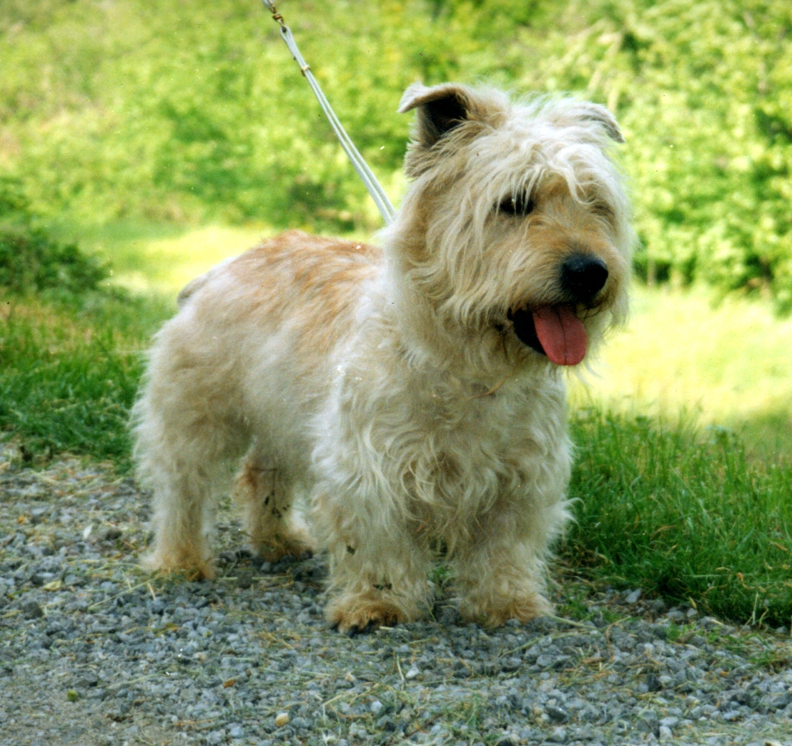 Glen Of Imaal Terrier Dog Breed Information Price Dogexpress
