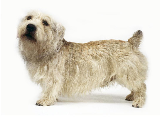 Glen of Imaal Terrier Dog Breed Information,Price | DogExpress