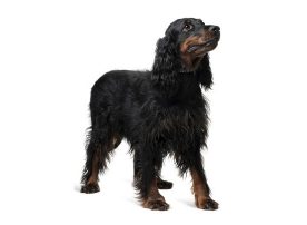 gordon-setter1