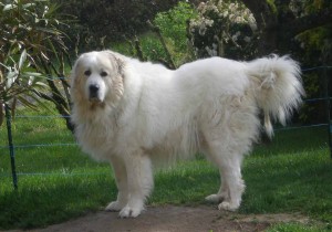 great pyrenees 3
