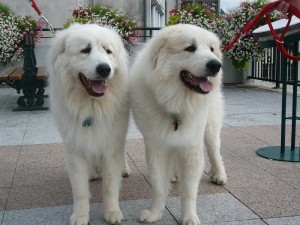 great pyrenees 4
