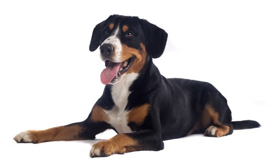 are greater swiss mountain dog the most intelligent dogs