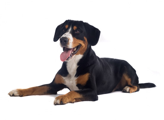 greater-swiss-mountain-dog1