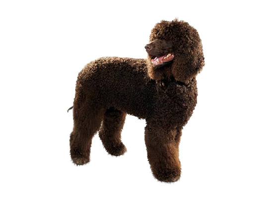 Irish Water Spaniel