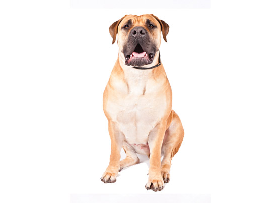 Boerboel