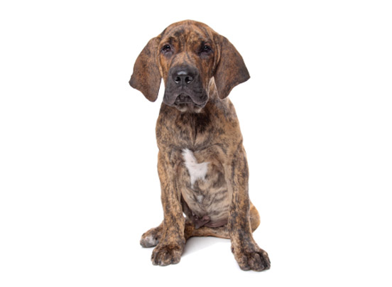 Fila-Brasileiro1
