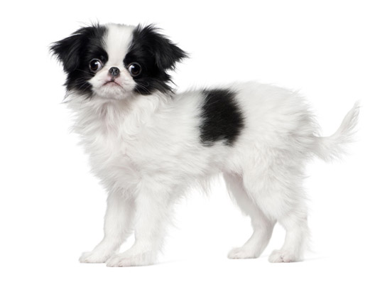 Japanese chin
