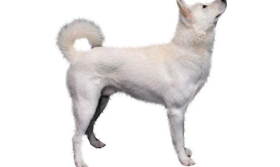 how much does a jindo dog cost