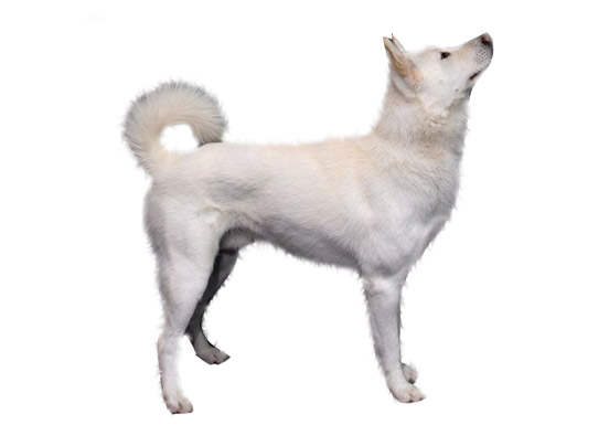 do jindo dogs shed