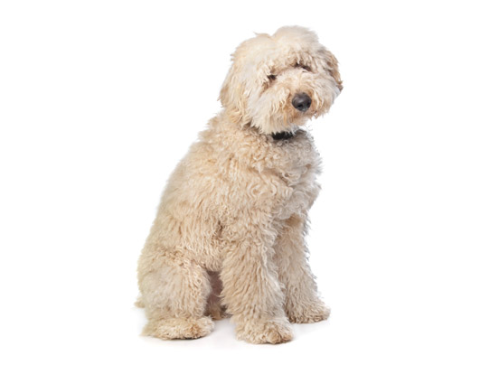 Labradoodle Dog Breed Information | DogExpress