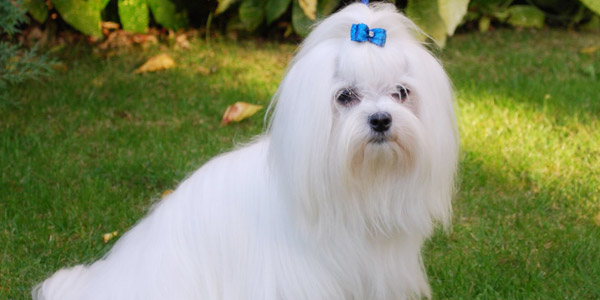 Maltese Dog Information, Photos | DogExpress