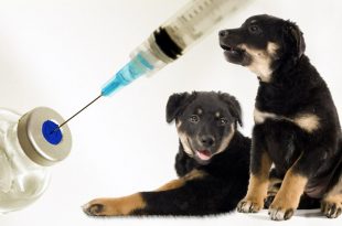 Vaccination of street dogs