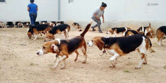 beagle adoption bangalore